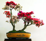 azaleas-bonsai-10893514.jpg