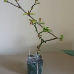 TOYO NISHIKI IMPROVED.jpg TOYO NISHIKI IMPROVED.jpg