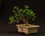 buxus sempervirens shohin 1 2018 1.jpg