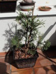 Thuja_April_04.jpg.JPG