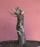 drag13.jpg drag13.jpg