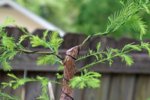 DSC08751-1.jpg