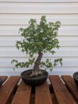 Trident Maple #1.jpg