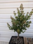 Trident Maple #2.jpg