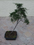 cypress-11_1_2017.jpg