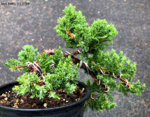 Juniper procumbens 'nana'-1.jpg