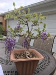 Wisteria After 4-27-17.JPG