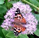 Butterfly in garden.jpg