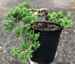 Juniper procumbens 'nana' Update.jpg
