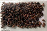 Japanese Black Pine Seeds.jpg