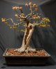 Bonsai-1.jpg