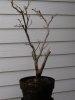 2012 bonsai pix 024.JPG