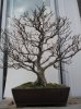 old pot beech_2.jpg