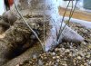 Hunts show and bonsai 027.jpg