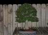 Hawthorn.jpg