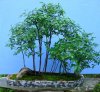 Water-elm4-15-12.JPG