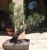 Cal juniper 002.JPG