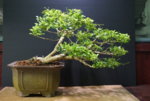 DSC08174.JPG
