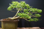 DSC08176.JPG