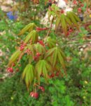 acer-div-palm_160406a.jpg