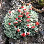 British Soldier Lichen Cladonia cristatella.jpg