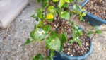20180511_070915.jpg