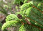 tree_tap_needles_nature_green_plant_forest_conifer-814024.jpg