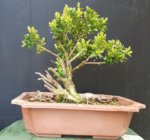 buxus1.jpg