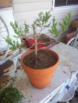 Trimmed Juniper Bonsai.png