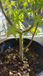 20180511_085015.jpg