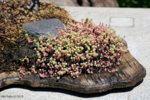 Plywood Sedum.jpg