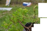 pinus mugo 1 outline 5.25.18.jpg