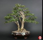 Bonsai_Serissa_f.jpg