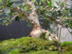 DSCN7000.JPG