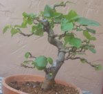 20180604_085259.jpg
