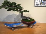 bobtoddskatedetail.jpg
