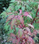 acerp-benihag02_160908a.jpg