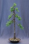 larix12-04_180606a.jpg