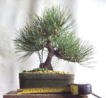 black pine 2.jpg
