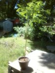 Dawn Redwood 16 June 2017 a.jpg