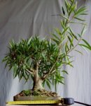 ficus 2015 nov.jpg