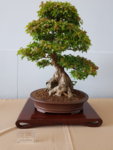 20180617_135920.jpg
