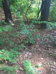 3F2808E1-F273-48DD-87AE-6335F9EABC1B.jpeg