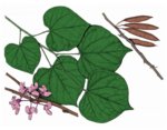 Eastern_Redbud_Cercis_canadensis.jpg