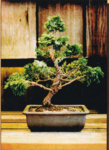 Hinoki tree 1 1988.jpg