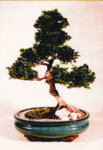 Hinoki tree 1 1992.jpg