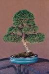 Hinoki tree 1 1998 2.jpg