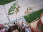 100_4519.JPG