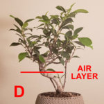 air_layer_side_D.jpg air_layer_side_D.jpg