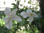 IMG_8171.JPG